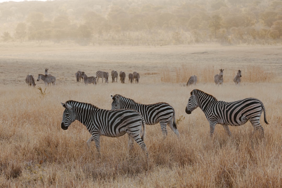 Quad Biking in Dubai Desert